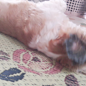 教習所からの……おいぬ踊り(ง ˙ω˙)วの画像