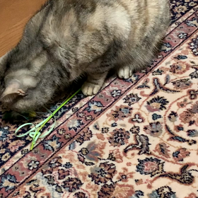 新しい猫じゃらしが。。。の画像