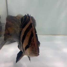 スマトラタイガー入荷！の画像