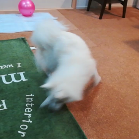 あたらしい遊びの画像