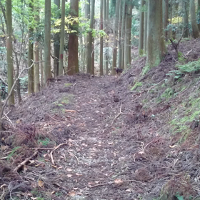 シカばっかりの画像