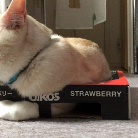 だいちゃんは箱が大好きの画像