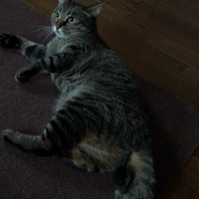 早起きは もこたんの得の画像