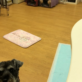 ビビ編。の画像