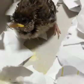 昨日、ピーちゃんとのお別れの画像