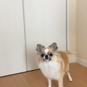 そに様のご要望はの画像