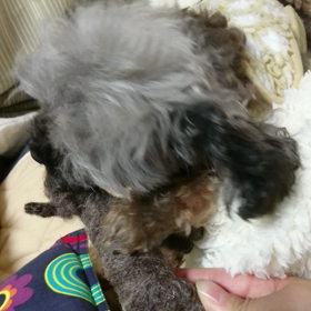 ロバさんｶﾐｶﾐ③の画像