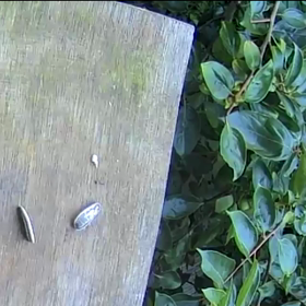 すぎぴたんの事件簿シーズン2　363話（ヤマガラ、羽抜ける）の画像