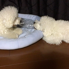 ぺっとぼとる弐。の画像