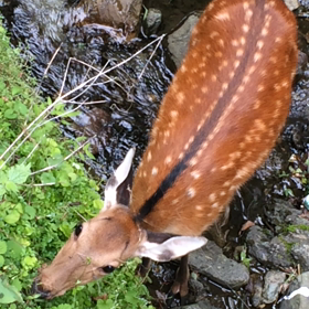 貴船川の鹿の画像