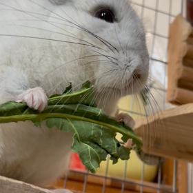 回復しましたの画像