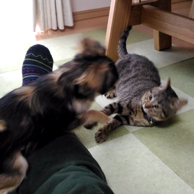 ソラとハナのけんか？の画像