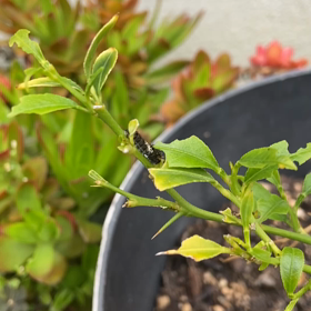 お嫁に出しましたーの画像