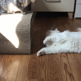 ロビンさんの近況の画像