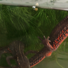 ハチャメチャなイモリーズの画像