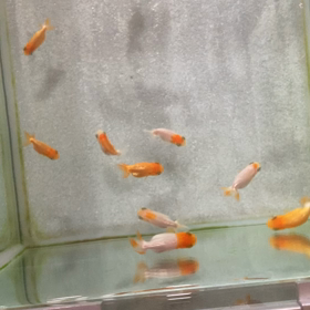 依存し合うヒト達。とらんちゅうの話。の画像