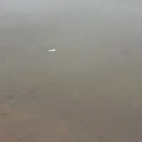 S藤氏のスイムテストの画像