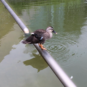 何がそんなに気になるの？の画像