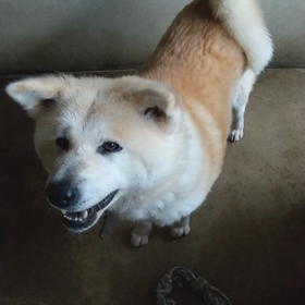 大人しくなっちゃったので。ちょっと小休止。の画像