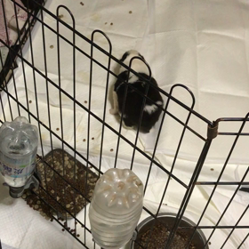 ボーダーコリー 販売中 子犬の画像