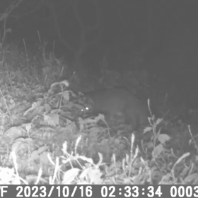 すぎぴたんの事件簿シーズン3　414話（ŧ‹”ŧ‹”( ‘ч’ )ŧ‹”ŧ‹”　ハクビシン）の画像