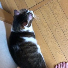 孫が入院？やっぱり会食はなし…デールちゃん完璧ご飯！の画像