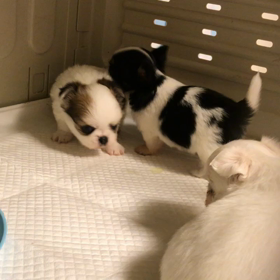 チワワ3兄弟の画像