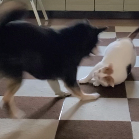 今朝の朝稽古の画像