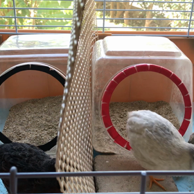 53日目 シルバーカラーの画像