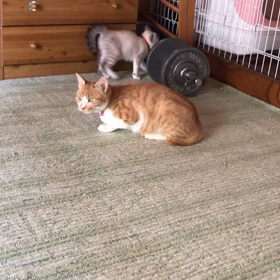 朝から大ハッスルの画像