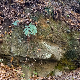 葉っぱの舞の画像