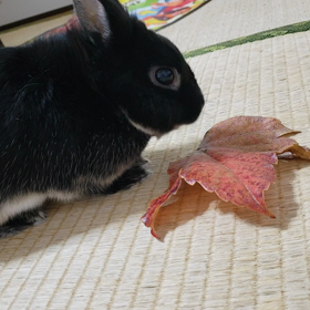 楓の続きの画像
