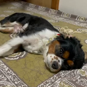 ■尻尾フリフ  リ■の画像