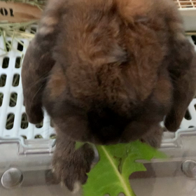 うさぎシュレッダーの画像