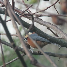 すぎぴたんの事件簿　シーズン２　５３話の画像