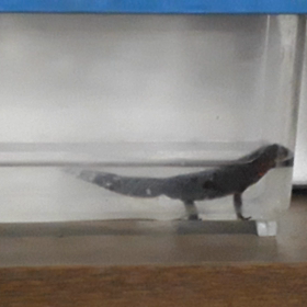 引っ越しの画像