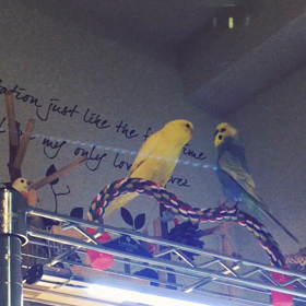 肉食男子。の画像