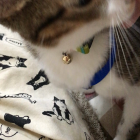 ノビくん甘えすぎの画像