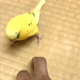 発狂インコの画像