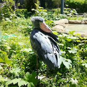 動かない鳥の画像