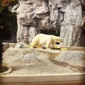 北海道旭川動物園の白熊ですの画像