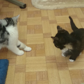 猫部屋続き～(^-^)/の画像