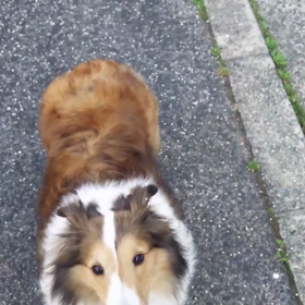 ちゃ んと歩道で歩くの画像