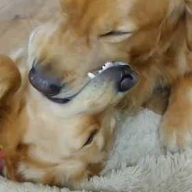 そしてこれも珍しいゴールデンレトリーバーだそうなの画像