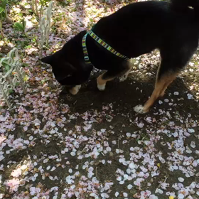 うちの今日のワンコの画像