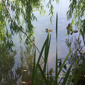 今日のマガモの親子 ♡の画像