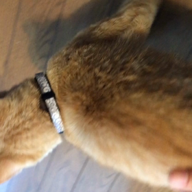 頭いいかも。の画像