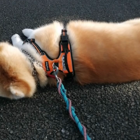 めちゃ暑かった昨日、夜も結構暑く、未来丸の部屋初エアコン‼️今日も暑くなる予報だが、今朝は半袖じの画像