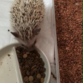 72日目あれ？いつもと違うの画像