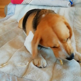 おやすみなさいの画像